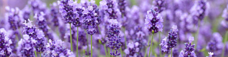 Lavender, Lavender Plant, Lavender Flower, English Lavender, Spanish Lavender
